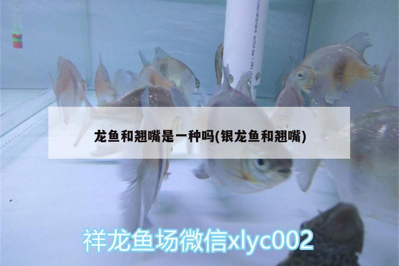 飼料 龍魚和翹嘴是一種嗎(銀龍魚和翹嘴) 銀龍魚百科 龍魚和翹嘴是一種嗎(銀龍魚和翹嘴) 龍魚和翹嘴是一種嗎(銀龍魚和翹嘴) 銀龍魚百科