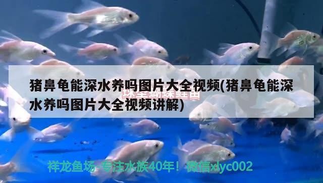 豬鼻龜能深水養嗎圖片大全視頻(豬鼻龜能深水養嗎圖片大全視頻講解) 豬鼻龜能深水養嗎圖片大全視頻(豬鼻龜能深水養嗎圖片大全視頻講解) 豬鼻龜百科