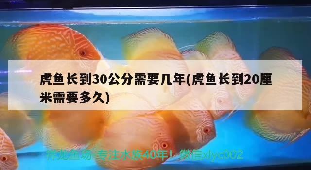 虎魚長到30公分需要幾年(虎魚長到20厘米需要多久) 虎魚長到30公分需要幾年(虎魚長到20厘米需要多久) 虎魚百科 第2張