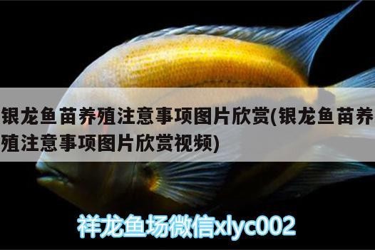 銀龍魚苗養殖注意事項圖片欣賞(銀龍魚苗養殖注意事項圖片欣賞視頻) 銀龍魚苗養殖注意事項圖片欣賞(銀龍魚苗養殖注意事項圖片欣賞視頻) 銀龍魚百科