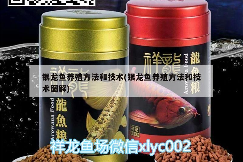 銀龍魚養殖方法和技術(銀龍魚養殖方法和技術圖解)