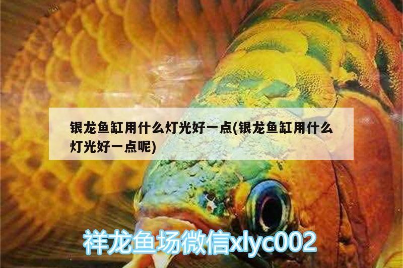 銀龍魚缸用什么燈光好一點(銀龍魚缸用什么燈光好一點呢)