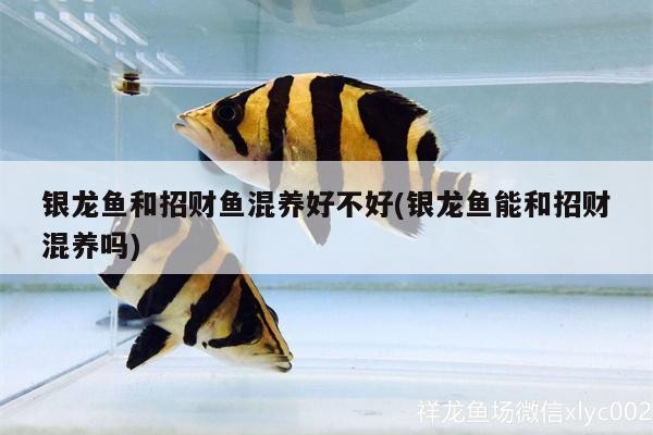 銀龍魚和招財魚混養好不好(銀龍魚能和招財混養嗎) 銀龍魚和招財魚混養好不好(銀龍魚能和招財混養嗎) 銀龍魚百科