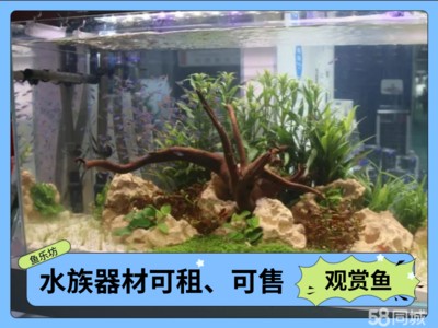 大慶市薩爾圖區明濤水族館