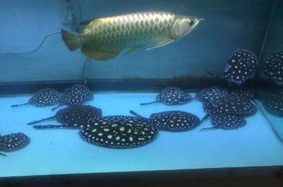 紅龍魚和埃及神仙混養可以嗎：紅龍魚和埃及神仙魚可以混養嗎