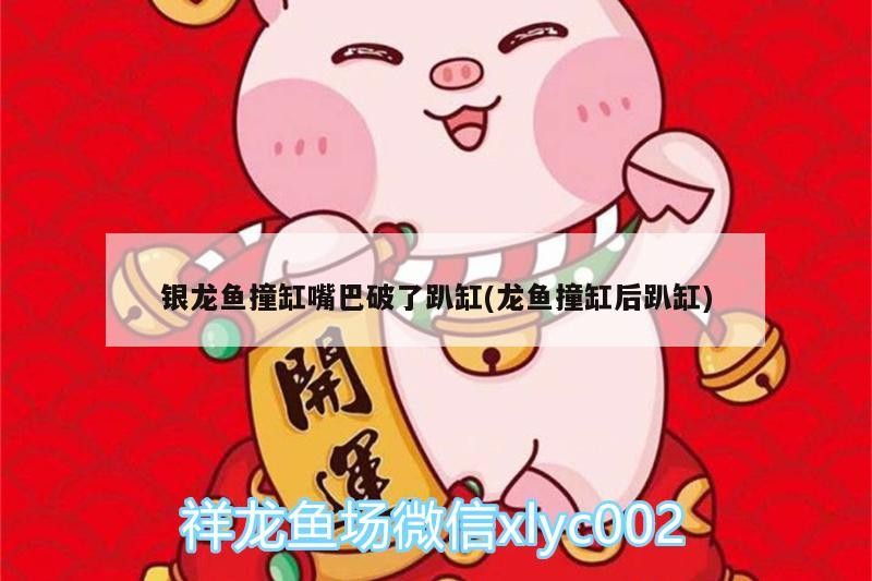 銀龍魚撞缸嘴巴破了趴缸(龍魚撞缸后趴缸) 銀龍魚撞缸嘴巴破了趴缸(龍魚撞缸后趴缸) 銀龍魚百科