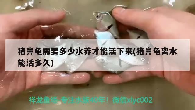 豬鼻龜需要多少水養才能活下來(豬鼻龜離水能活多久)