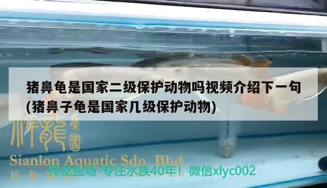 豬鼻龜是國家二級保護動物嗎視頻介紹下一句(豬鼻子龜是國家幾級保護動物)