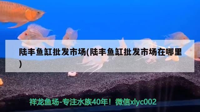 陸豐魚缸批發市場(陸豐魚缸批發市場在哪里)