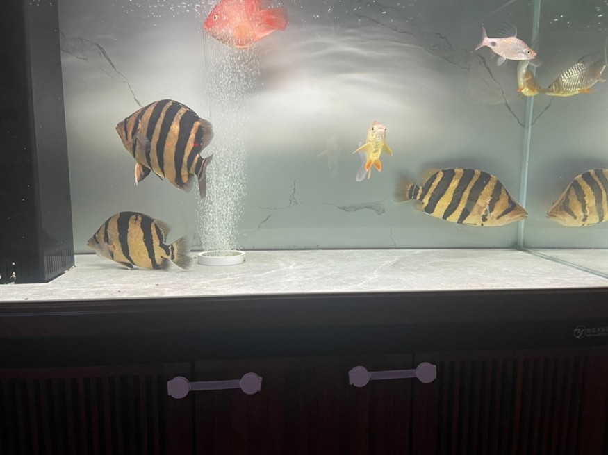 還差兩只