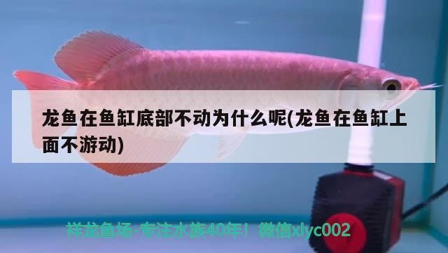 龍魚在魚缸底部不動為什么呢(龍魚在魚缸上面不游動)