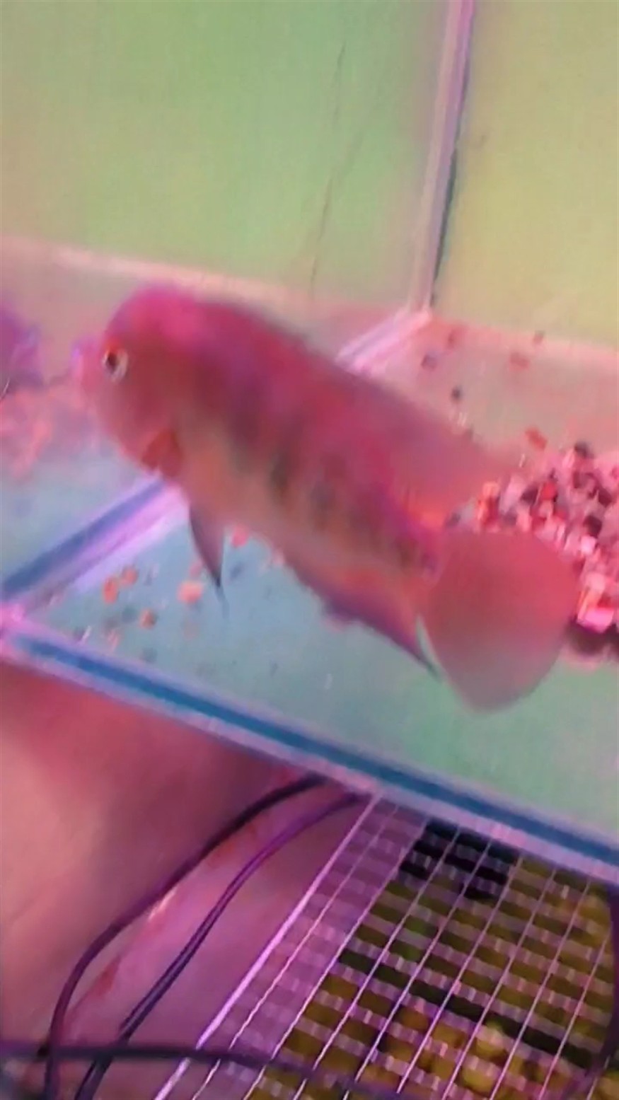 泰馬