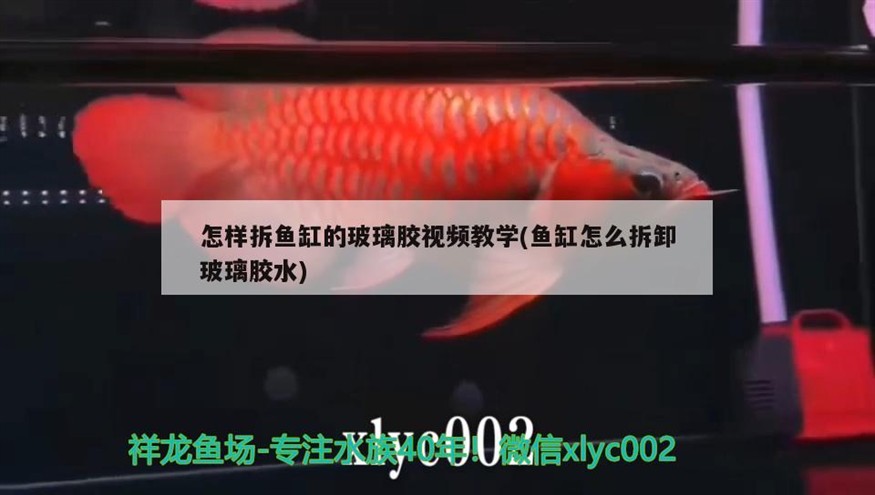 怎樣拆魚缸的玻璃膠視頻教學(魚缸怎么拆卸玻璃膠水)
