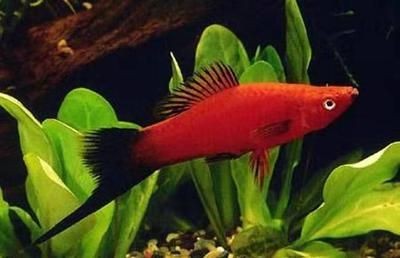 觀賞魚藍(lán)色的小魚叫什么品種（什么是藍(lán)色觀賞魚）