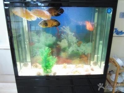 印尼紅龍魚好養嗎怎么養的（印尼紅龍魚好養嗎怎么養的好）