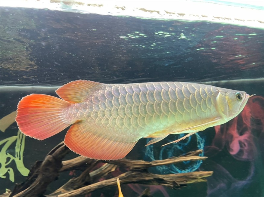 龍魚尾部鱗片點狀 龍魚尾部鱗片點狀 龍魚論壇 第1張