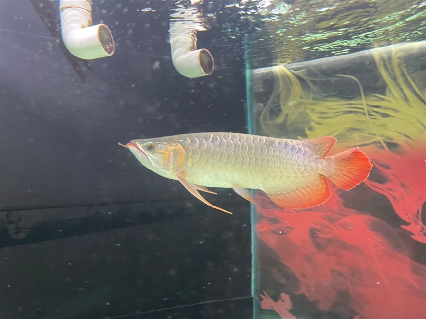 龍魚尾部鱗片點狀 龍魚尾部鱗片點狀 龍魚論壇 第2張