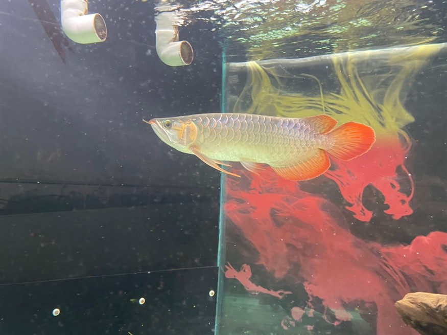 龍魚尾部鱗片點狀 龍魚尾部鱗片點狀 龍魚論壇 第3張
