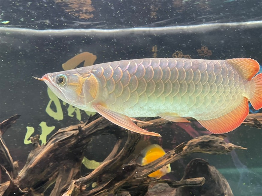 龍魚尾部鱗片點狀 龍魚尾部鱗片點狀 龍魚論壇 第4張