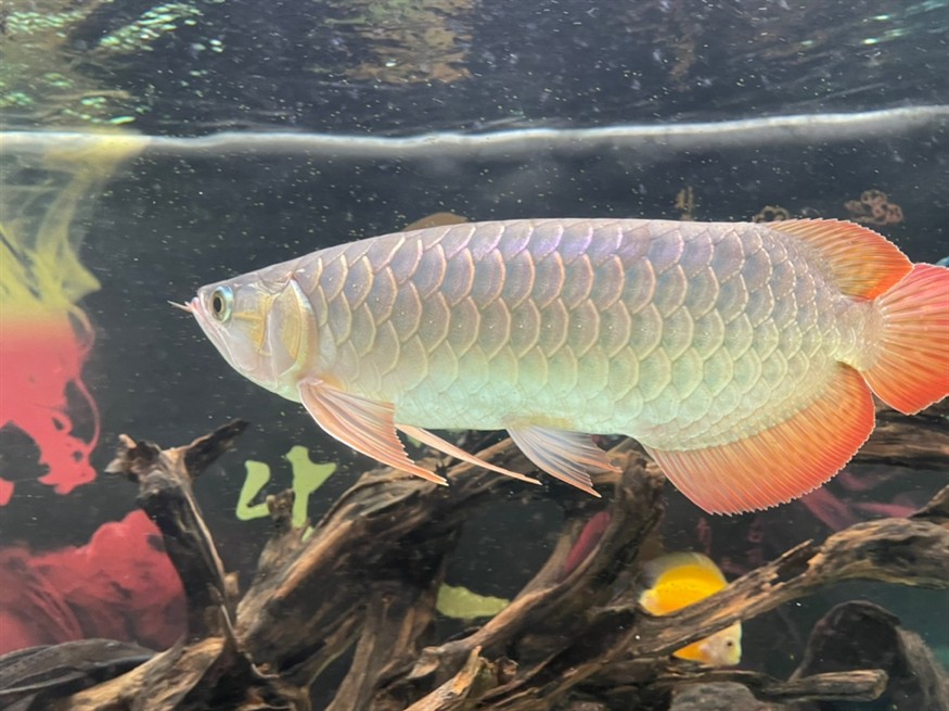 龍魚尾部鱗片點狀 龍魚尾部鱗片點狀 龍魚論壇 第5張