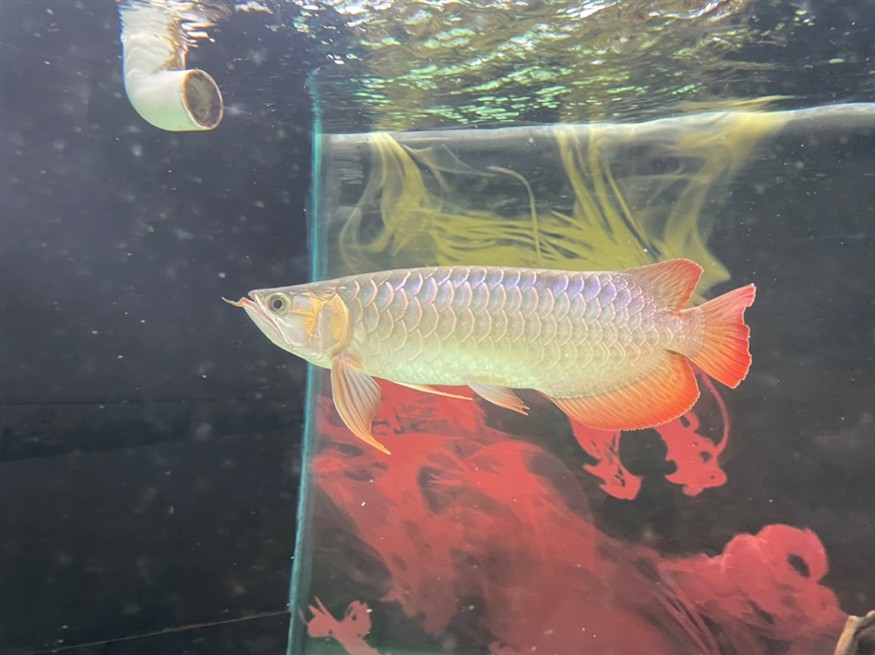 龍魚尾部鱗片點狀 龍魚尾部鱗片點狀 龍魚論壇 第6張