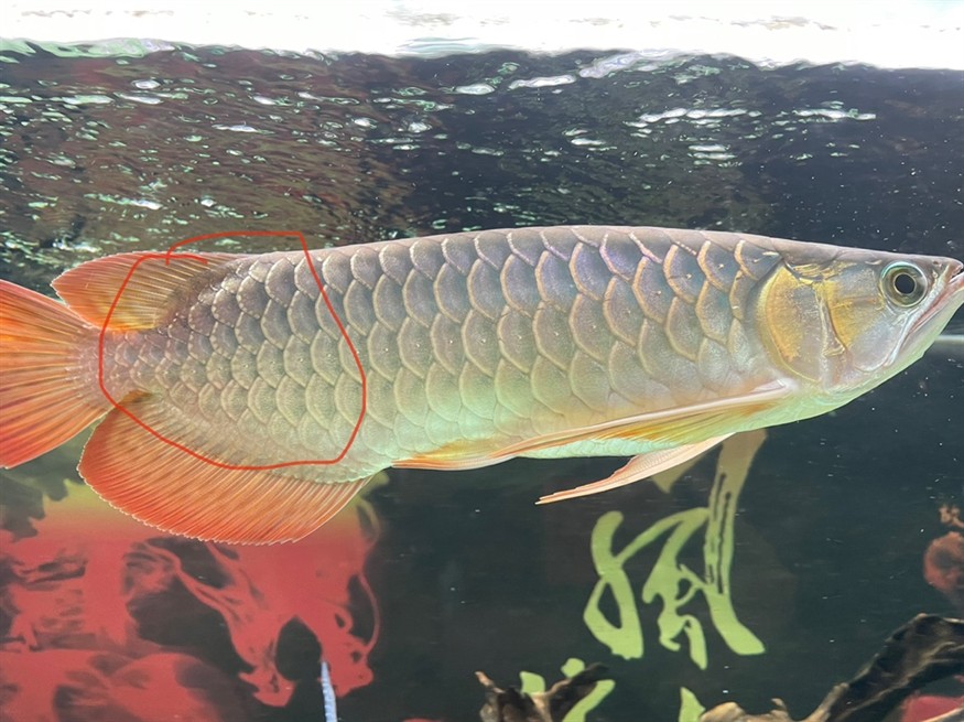 龍魚尾部鱗片點狀 龍魚尾部鱗片點狀 龍魚論壇 第7張