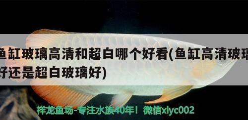 魚缸玻璃高清和超白哪個好看(魚缸高清玻璃好還是超白玻璃好)