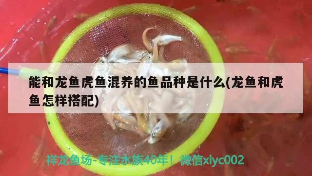 能和龍魚虎魚混養的魚品種是什么(龍魚和虎魚怎樣搭配)