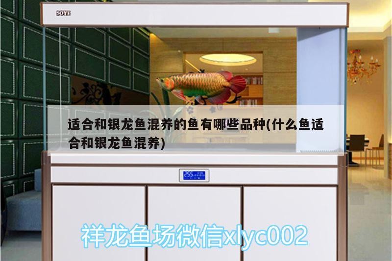 適合和銀龍魚混養的魚有哪些品種(什么魚適合和銀龍魚混養)