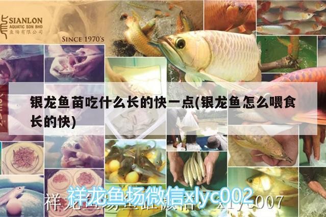 銀龍魚苗吃什么長(zhǎng)的快一點(diǎn)(銀龍魚怎么喂食長(zhǎng)的快)