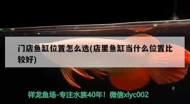 門店魚缸位置怎么選(店里魚缸當什么位置比較好)