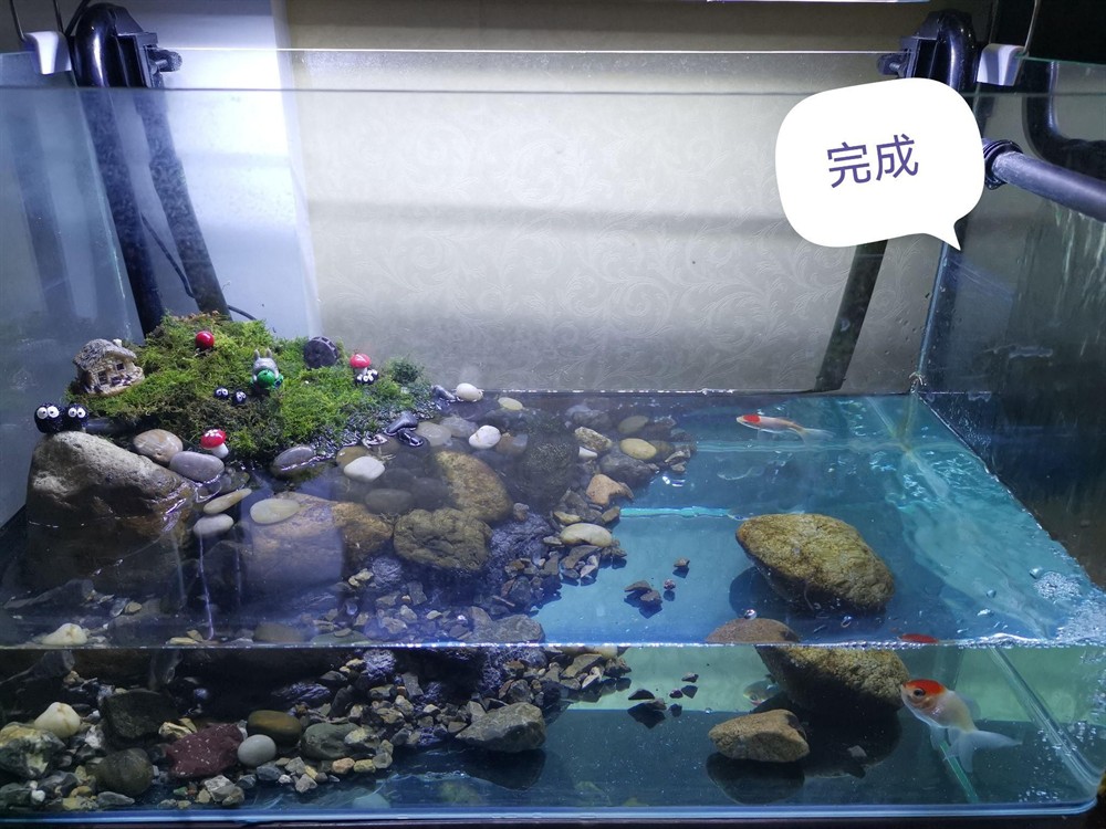 大型魚缸怎么清洗底部：如何清洗大型魚缸底部？ 大型魚缸怎么清洗底部：如何清洗大型魚缸底部？ 魚缸百科 第4張