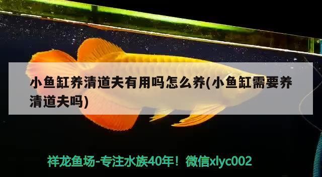 我的虎魚真菌感染了要怎么處理 小魚缸養清道夫有用嗎怎么養(小魚缸需要養清道夫嗎) 紅龍魚百科 小魚缸養清道夫有用嗎怎么養(小魚缸需要養清道夫嗎) 小魚缸養清道夫有用嗎怎么養(小魚缸需要養清道夫嗎) 紅龍魚百科