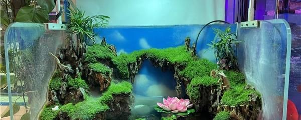 不想用的魚缸怎么處理掉水垢：在處理魚缸水垢時，需要注意以下幾種方法，希望對你有所幫助
