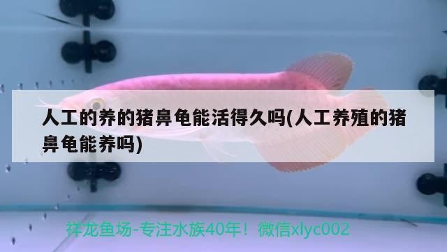 人工的養的豬鼻龜能活得久嗎(人工養殖的豬鼻龜能養嗎)