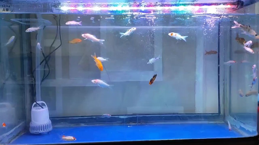 記錄開缸第二天。