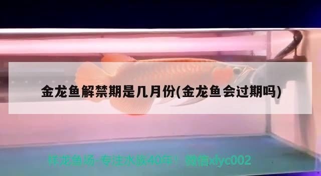 與紅龍魚混養的魚有哪些種類名稱：與紅龍魚混養的魚類種類及其特點