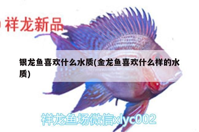 魚缸 銀龍魚喜歡什么水質(zhì)(金龍魚喜歡什么樣的水質(zhì)) 銀龍魚百科 銀龍魚喜歡什么水質(zhì)(金龍魚喜歡什么樣的水質(zhì)) 銀龍魚喜歡什么水質(zhì)(金龍魚喜歡什么樣的水質(zhì)) 銀龍魚百科