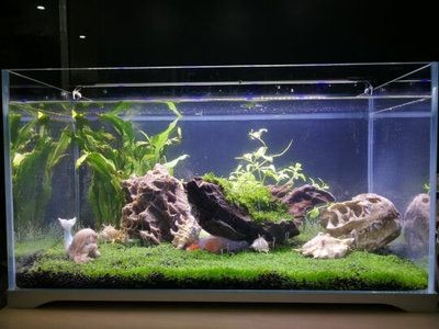 超白缸魚缸怎么選：超白玻璃魚缸怎么選？