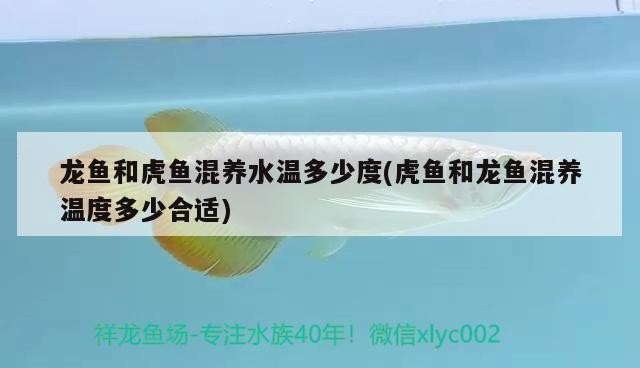 魚缸用增氧泵價格是多少:魚缸增氧機-xtrac增氧機-xtrac增氧機 龍魚和虎魚混養(yǎng)水溫多少度(虎魚和龍魚混養(yǎng)溫度多少合適) 虎魚百科 龍魚和虎魚混養(yǎng)水溫多少度(虎魚和龍魚混養(yǎng)溫度多少合適) 龍魚和虎魚混養(yǎng)水溫多少度(虎魚和龍魚混養(yǎng)溫度多少合適) 虎魚百科