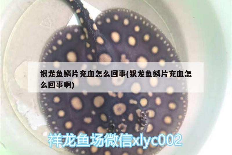 銀龍魚鱗片充血怎么回事(銀龍魚鱗片充血怎么回事啊)
