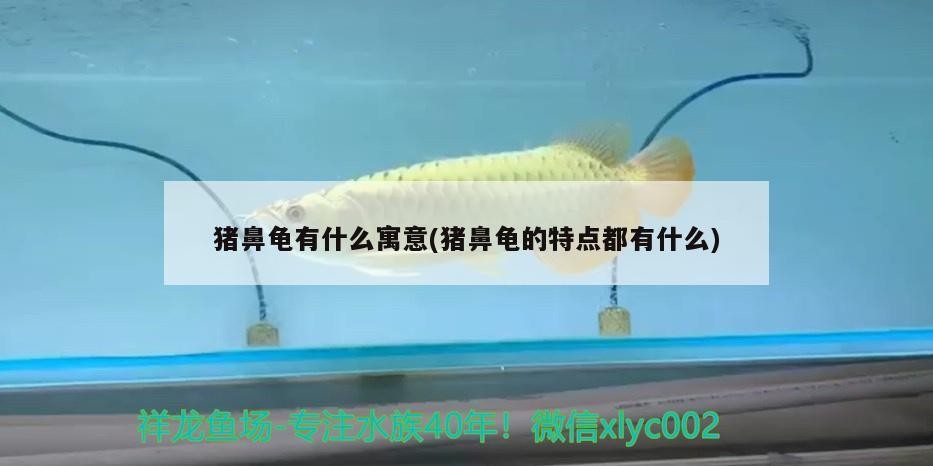 豬鼻龜有什么寓意(豬鼻龜?shù)奶攸c(diǎn)都有什么) 豬鼻龜有什么寓意(豬鼻龜?shù)奶攸c(diǎn)都有什么) 豬鼻龜百科