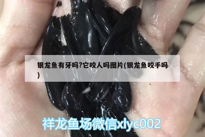 銀龍魚有牙嗎?它咬人嗎圖片(銀龍魚咬手嗎)