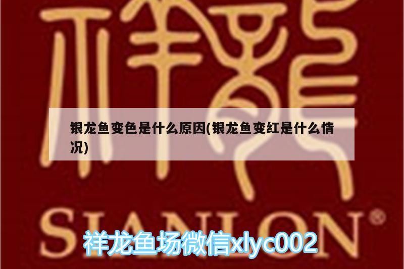 銀龍魚(yú)變色是什么原因(銀龍魚(yú)變紅是什么情況)