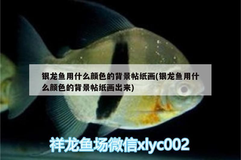 銀龍魚用什么顏色的背景帖紙畫(銀龍魚用什么顏色的背景帖紙畫出來) 銀龍魚用什么顏色的背景帖紙畫(銀龍魚用什么顏色的背景帖紙畫出來) 銀龍魚百科