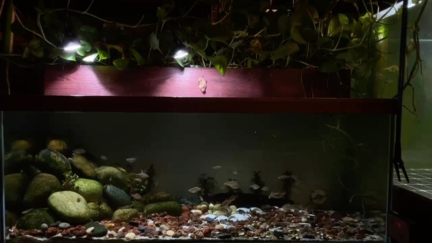 安靜看魚也是一種享受 安靜看魚也是一種享受 龍魚論壇