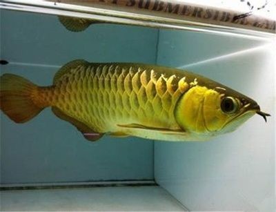 含山縣環峰山城水族觀賞魚經營部（含山縣環峰山城水族觀賞魚經營部電話）