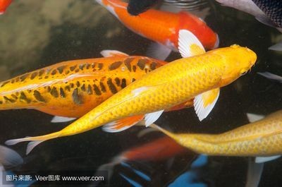 金龍魚會吃錦鯉嗎