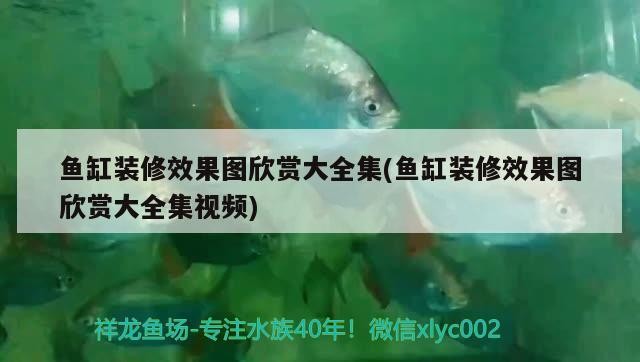 魚缸裝修效果圖欣賞大全集(魚缸裝修效果圖欣賞大全集視頻)