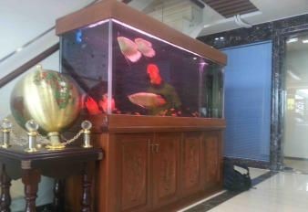 半圓形的魚缸好不好養:半圓形魚缸對魚的影響 魚缸百科 第3張 半圓形的魚缸好不好養:半圓形魚缸對魚的影響 半圓形的魚缸好不好養:半圓形魚缸對魚的影響 魚缸百科 第3張